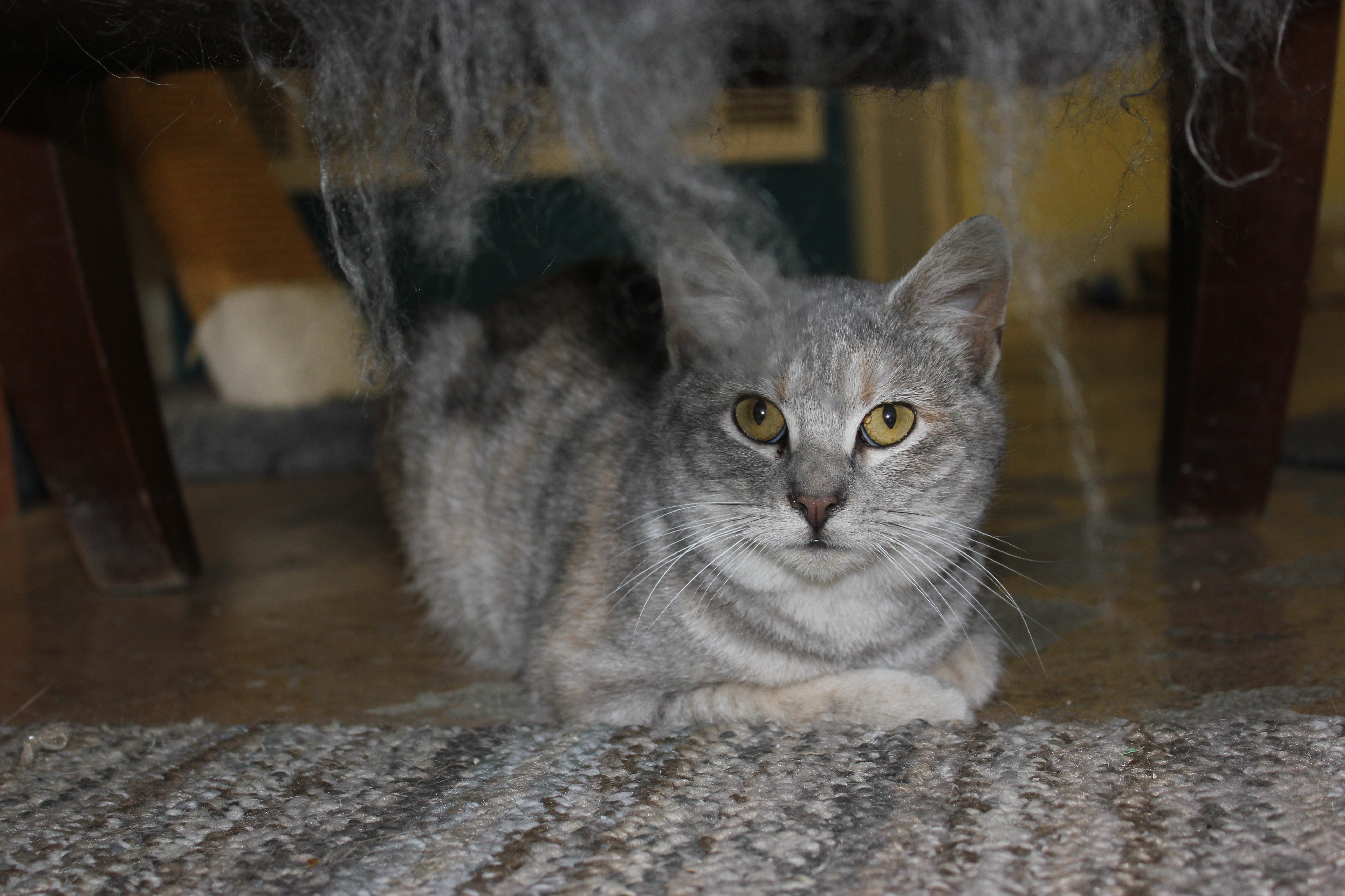 Quinn, an adoptable Domestic Short Hair in New Richmond, WI, 54017 | Photo Image 2