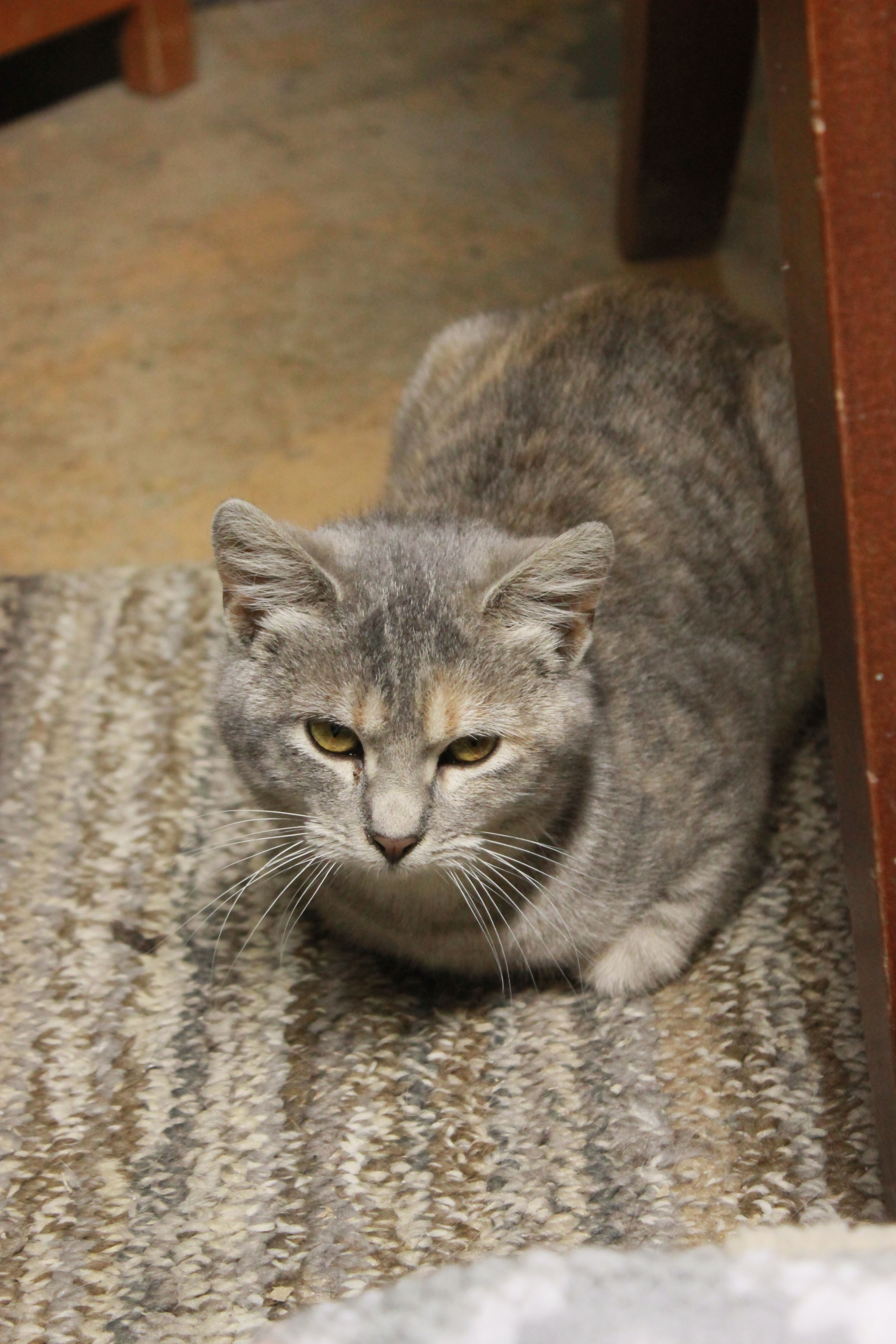 Quinn, an adoptable Domestic Short Hair in New Richmond, WI, 54017 | Photo Image 3