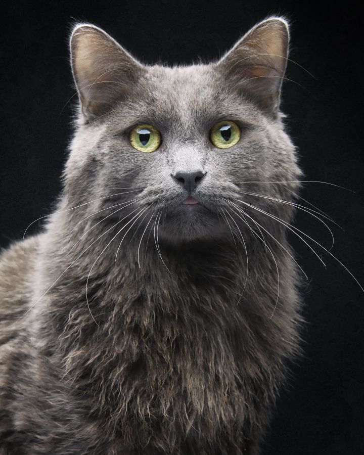 Gregory, an adoptable Domestic Long Hair in Los Angeles, CA_image-1