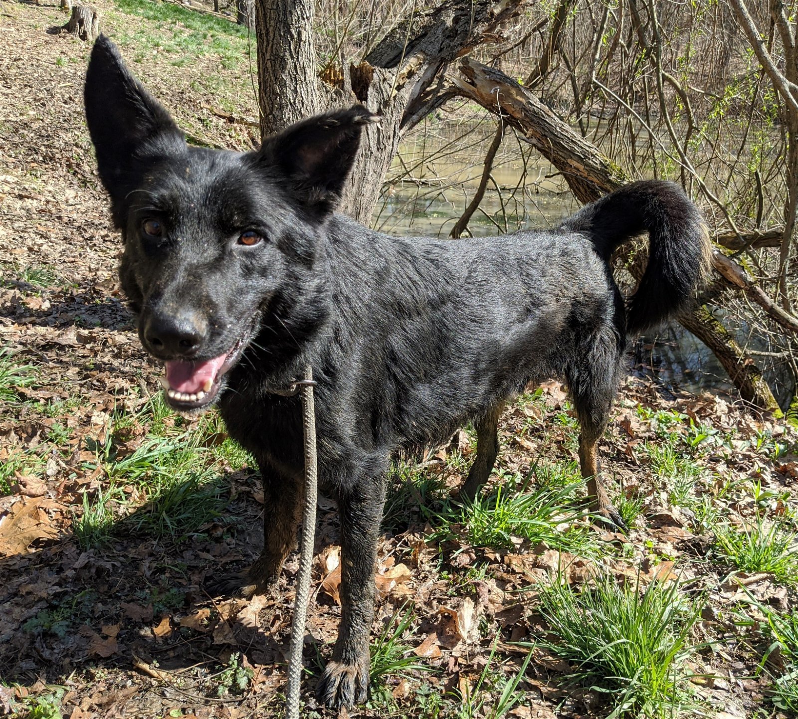 Maestro, an adoptable English Shepherd, German Shepherd Dog in Louisville, KY, 40243 | Photo Image 1