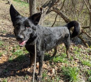 Maestro, Adult Male English Shepherd