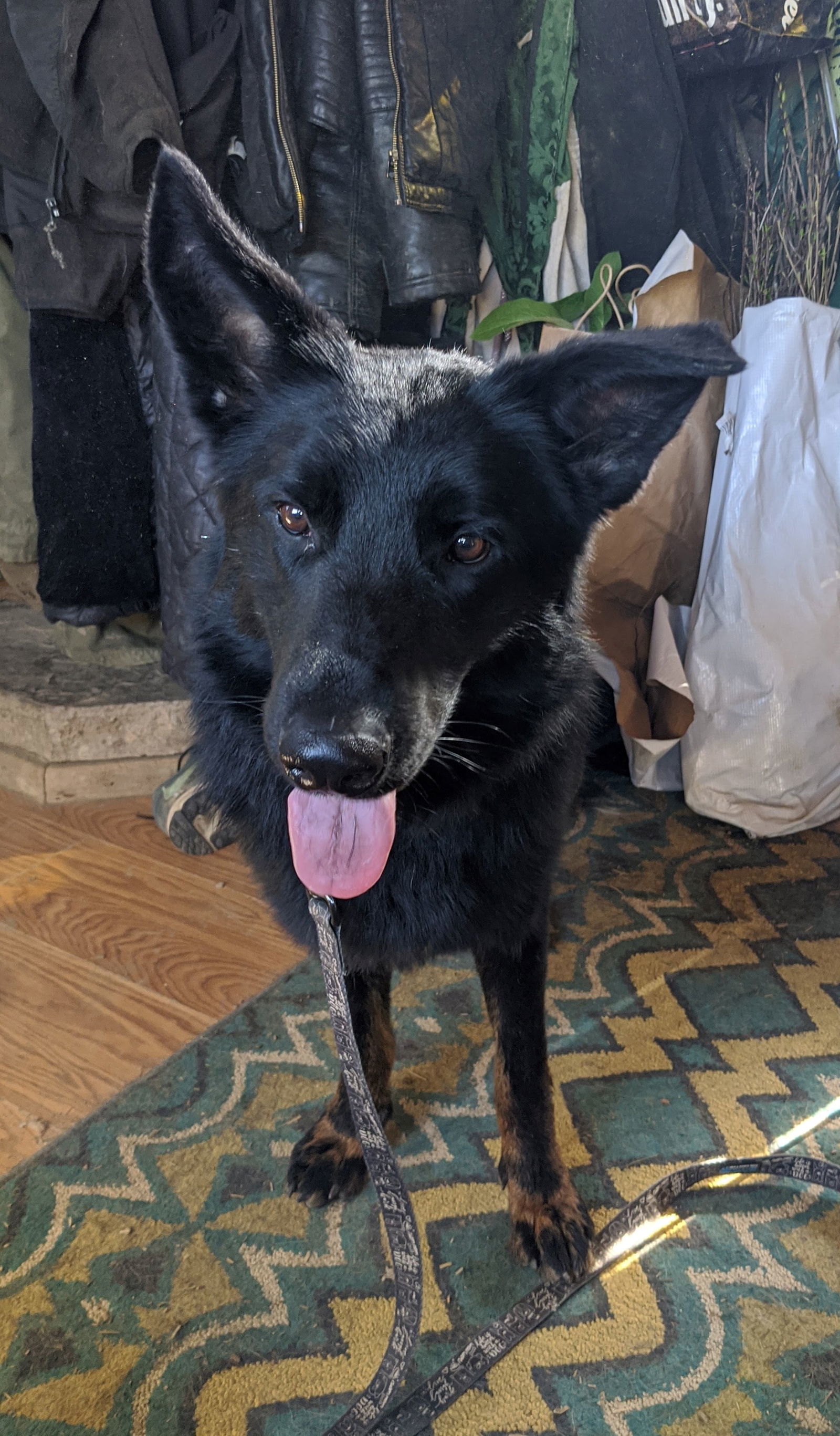 Maestro, an adoptable English Shepherd, German Shepherd Dog in Louisville, KY, 40243 | Photo Image 2