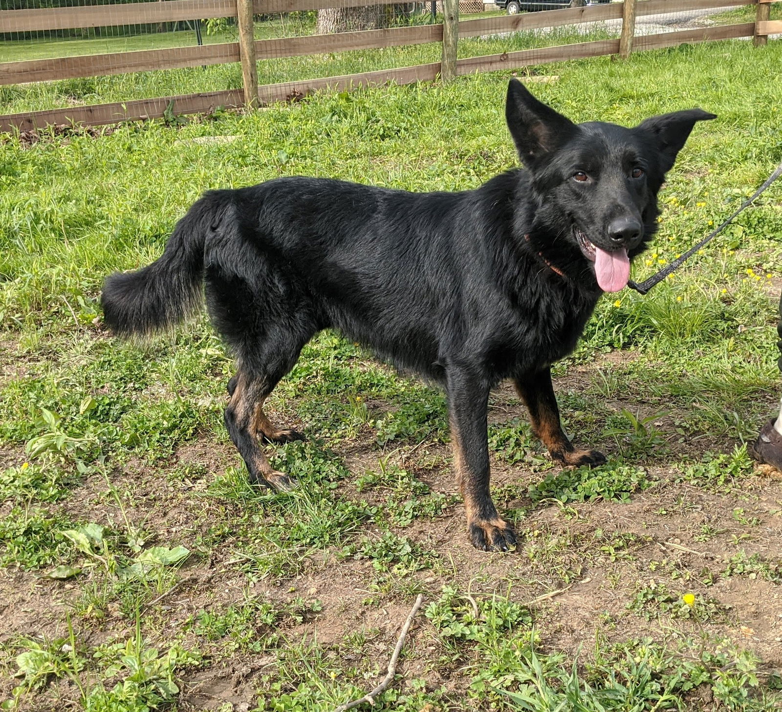 Maestro, an adoptable English Shepherd, German Shepherd Dog in Louisville, KY, 40243 | Photo Image 3