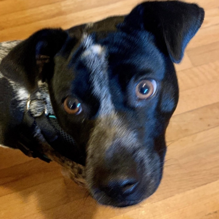 pointer cattle dog mix