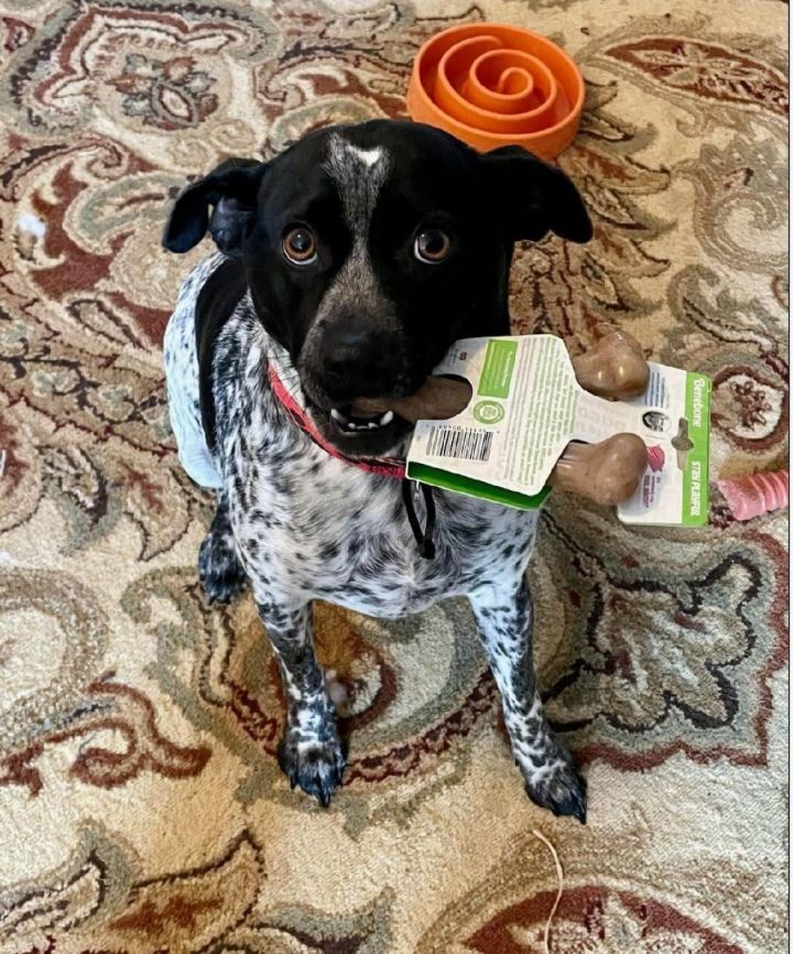 Blue heeler sale pointer mix puppies