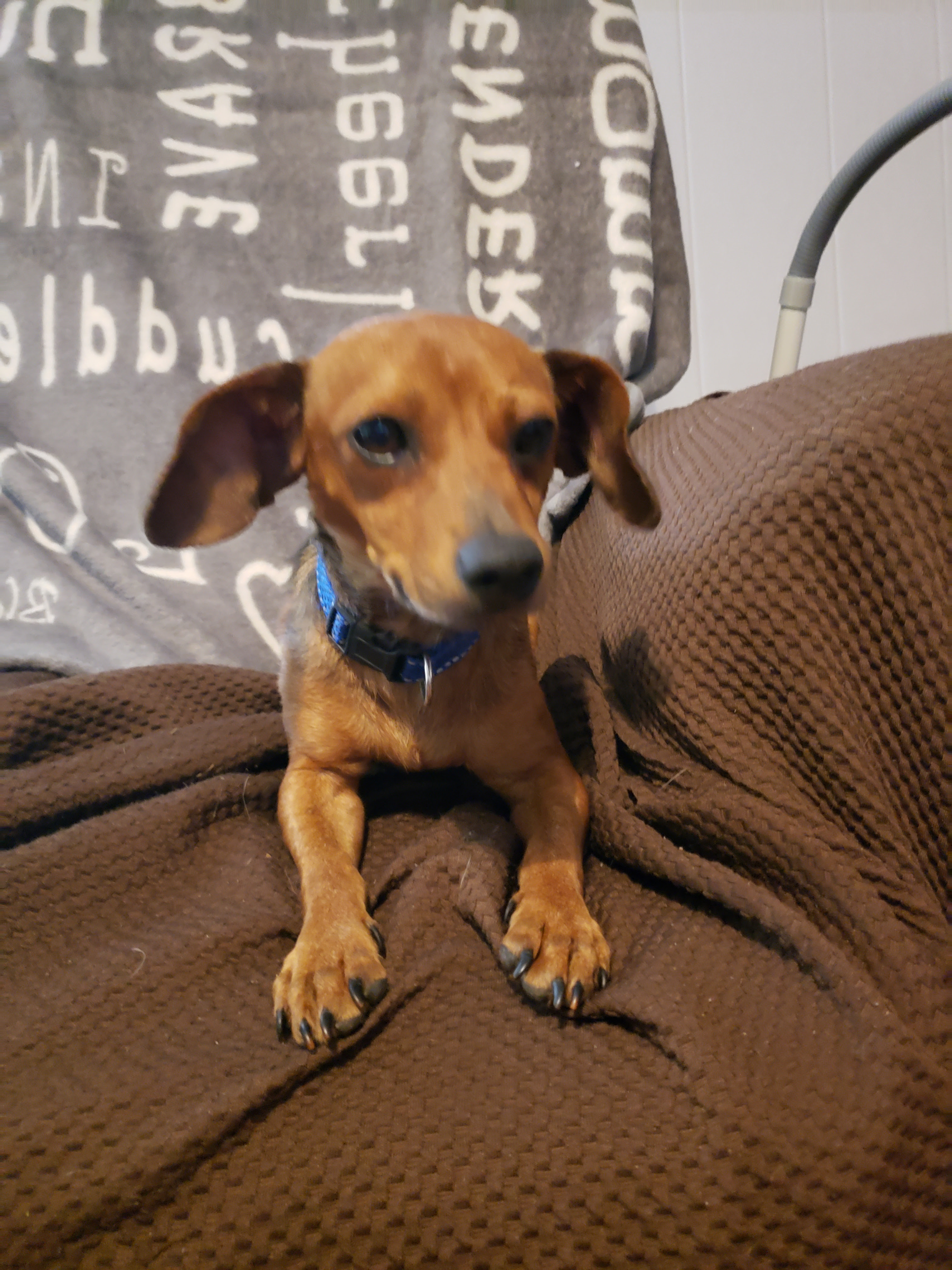 Buddy, an adoptable Dachshund, Chihuahua in Medfield, MA, 02052 | Photo Image 2