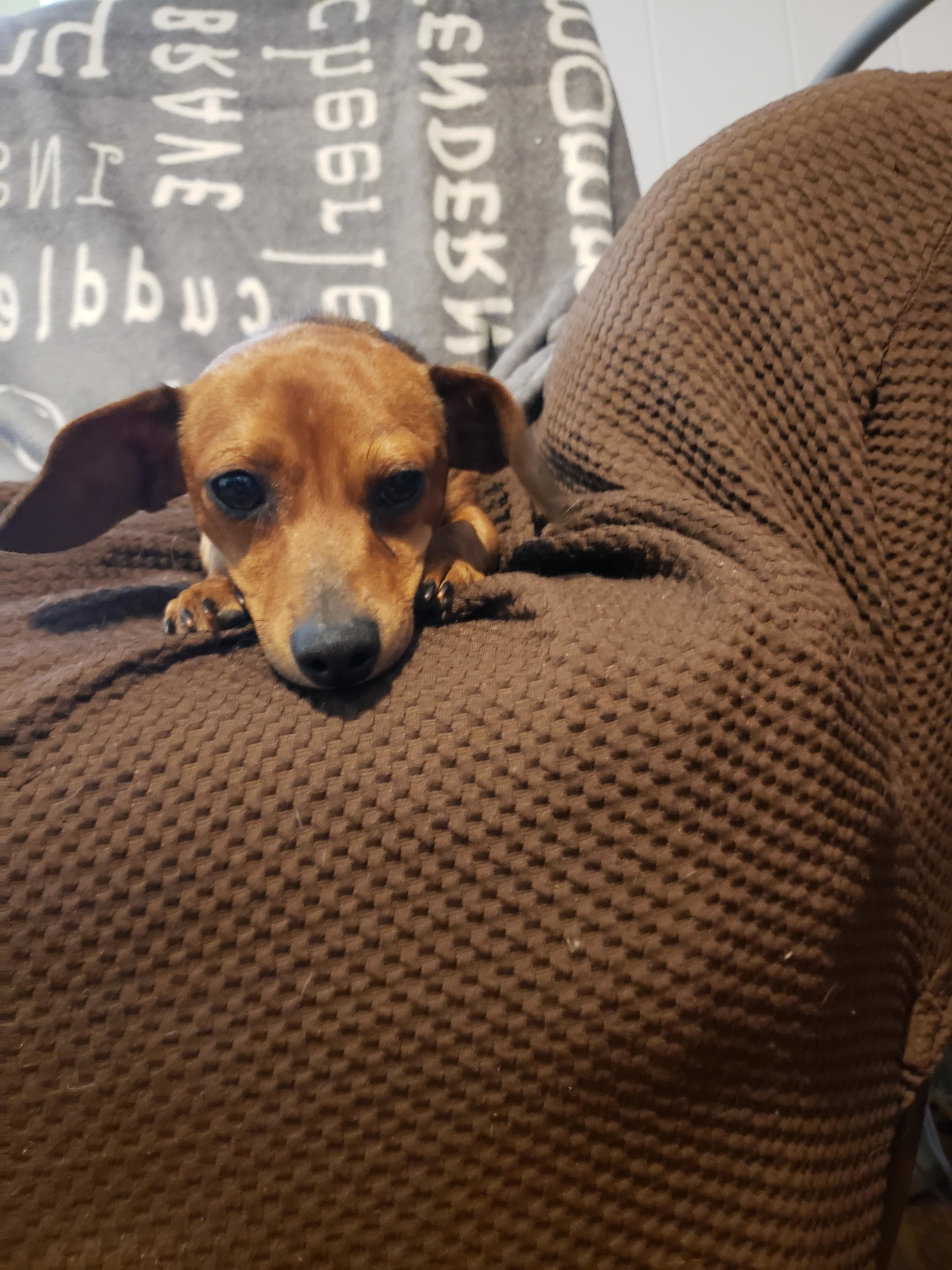 Buddy, an adoptable Dachshund, Chihuahua in Medfield, MA, 02052 | Photo Image 4