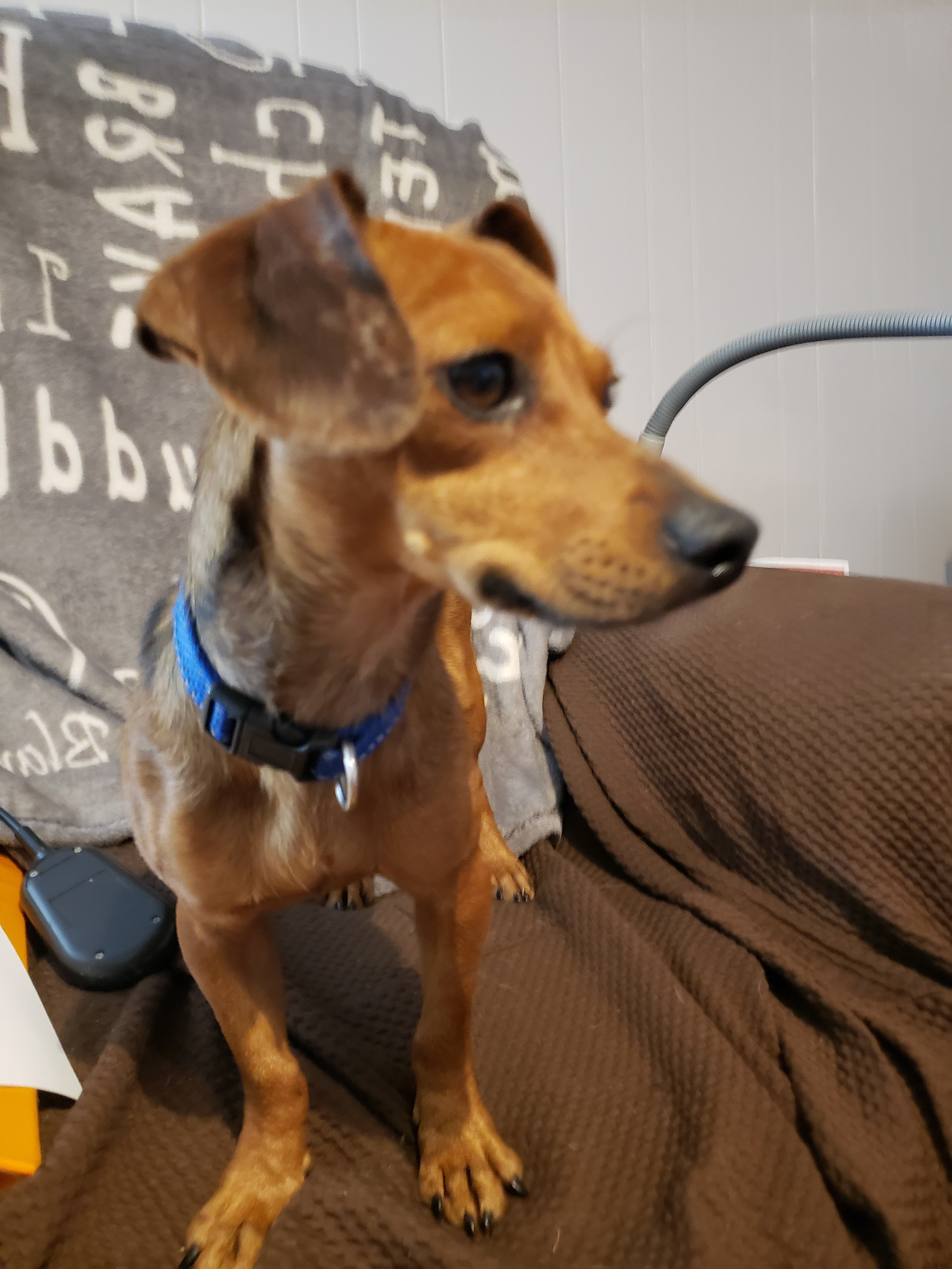 Buddy, an adoptable Dachshund, Chihuahua in Medfield, MA, 02052 | Photo Image 6