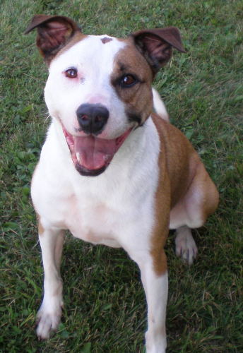 Lola, an adopted Boxer & Parson Russell Terrier Mix in Madison, WI_image-2