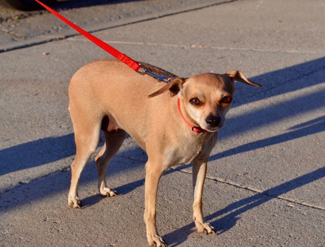 Dog for adoption Irish, a Dachshund & Chihuahua Mix in