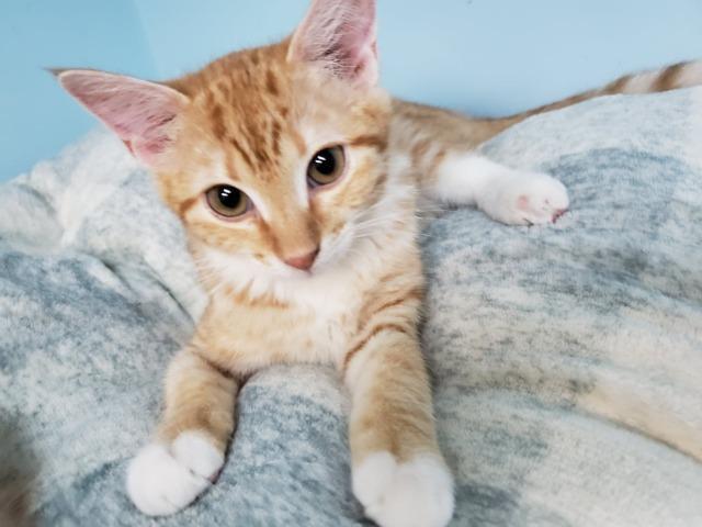 Phoebe, an adoptable Domestic Medium Hair in Hastings, NE, 68901 | Photo Image 1