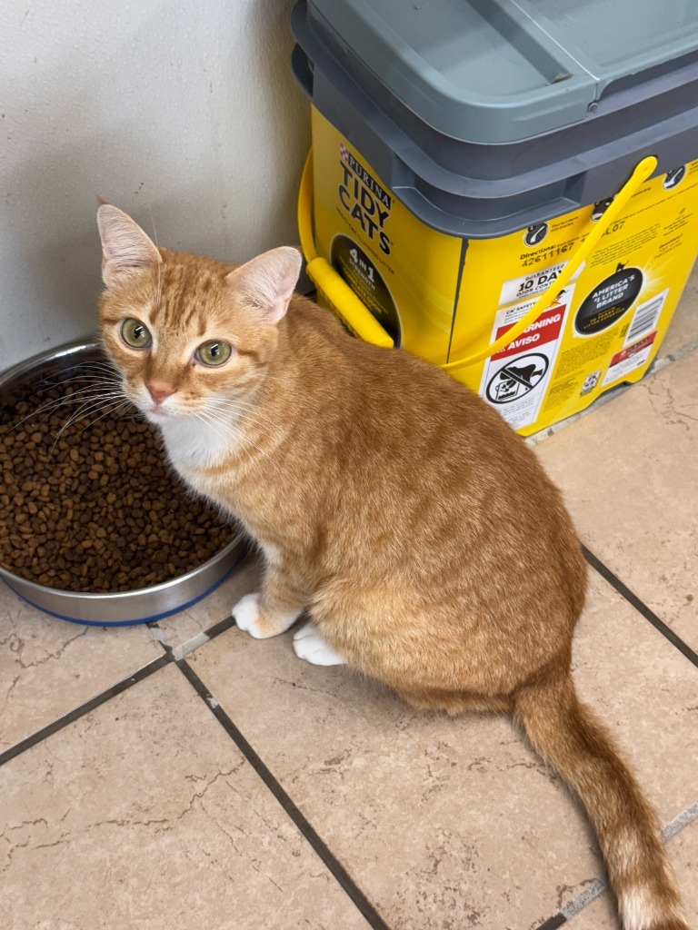 Phoebe, an adoptable Domestic Medium Hair in Hastings, NE, 68901 | Photo Image 1