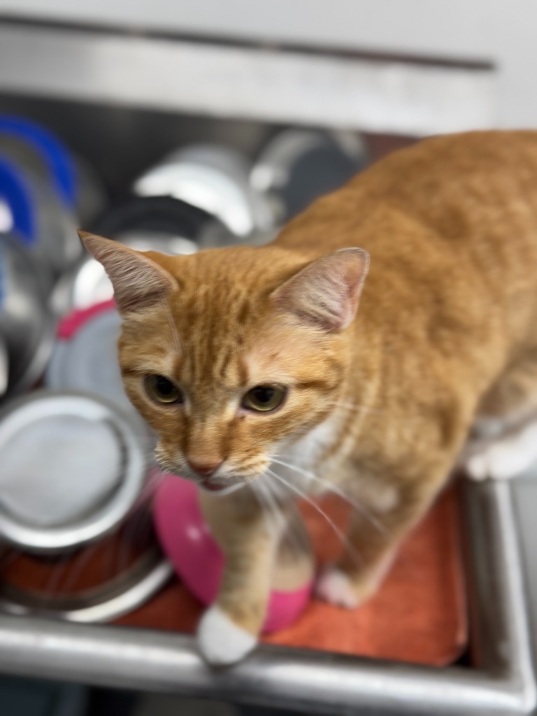 Phoebe, an adoptable Domestic Medium Hair in Hastings, NE, 68901 | Photo Image 3