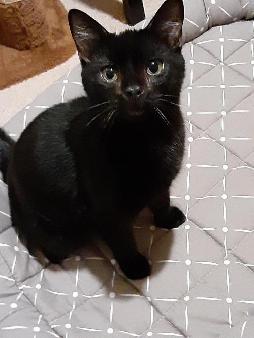 Cat for adoption Rascal, a Domestic Short Hair Mix in Fort Myers, FL