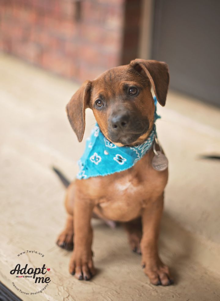 Gibbs, an adopted Labrador Retriever & Hound Mix in Kingwood, TX_image-1