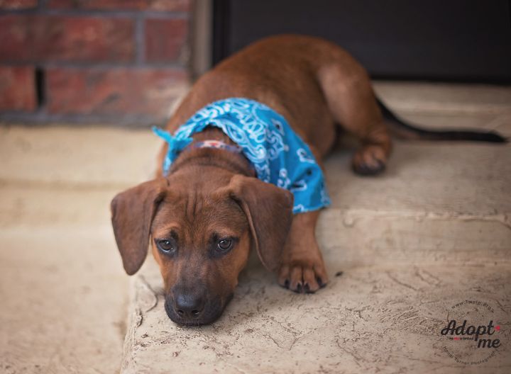 Gibbs, an adopted Labrador Retriever & Hound Mix in Kingwood, TX_image-6