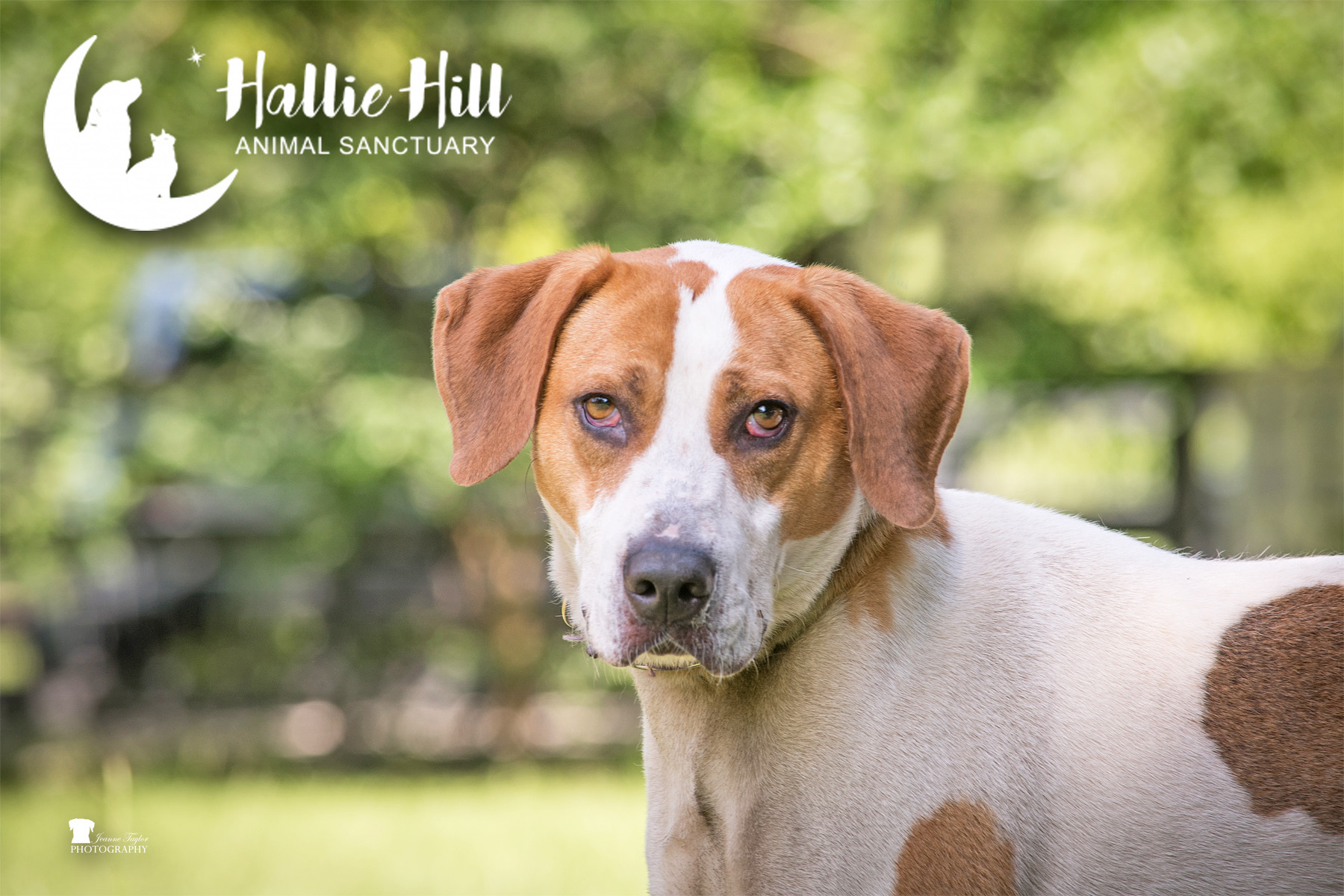 Drake, an adoptable Hound in Hollywood, SC, 29449 | Photo Image 1