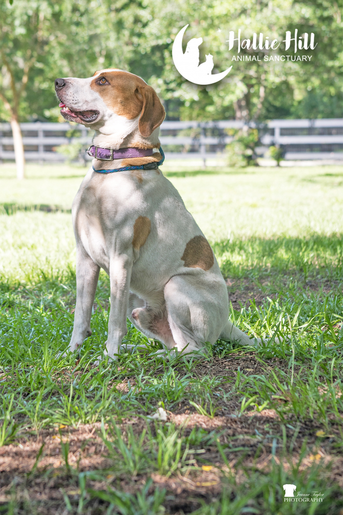Drake, an adoptable Hound in Hollywood, SC, 29449 | Photo Image 2