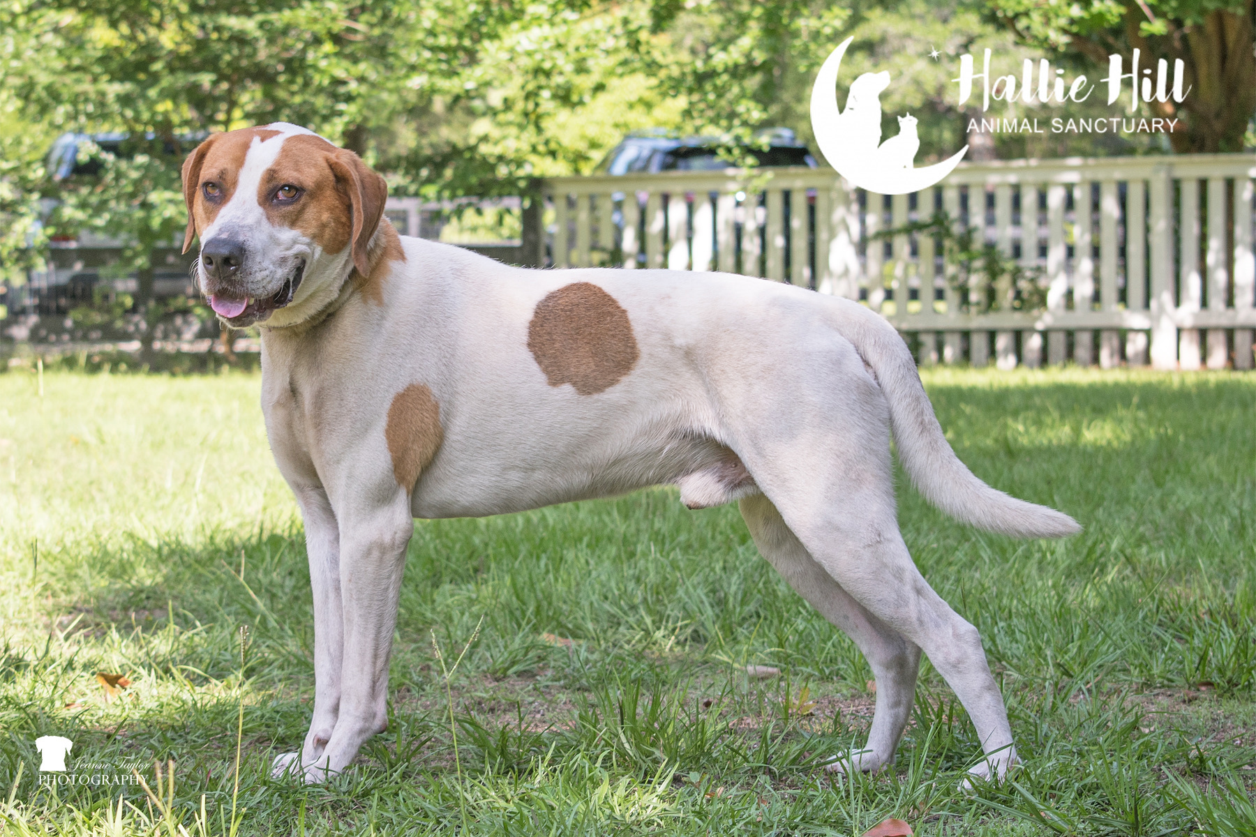 Drake, an adoptable Hound in Hollywood, SC, 29449 | Photo Image 3