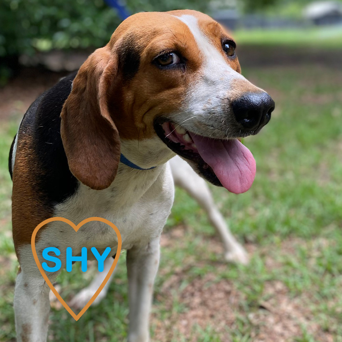 Patsy, an adoptable Hound in Hollywood, SC, 29449 | Photo Image 1