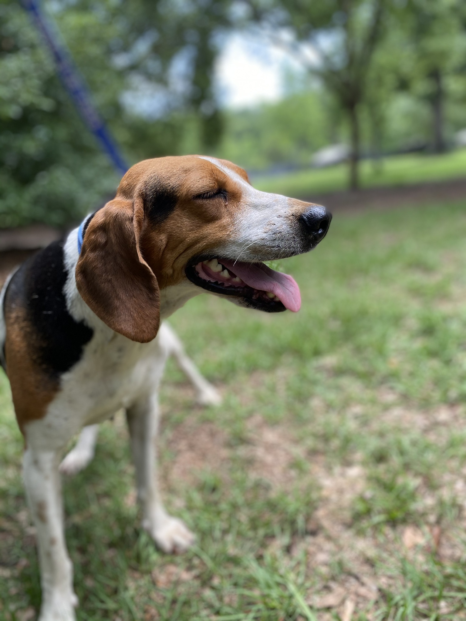 Patsy, an adoptable Hound in Hollywood, SC, 29449 | Photo Image 2
