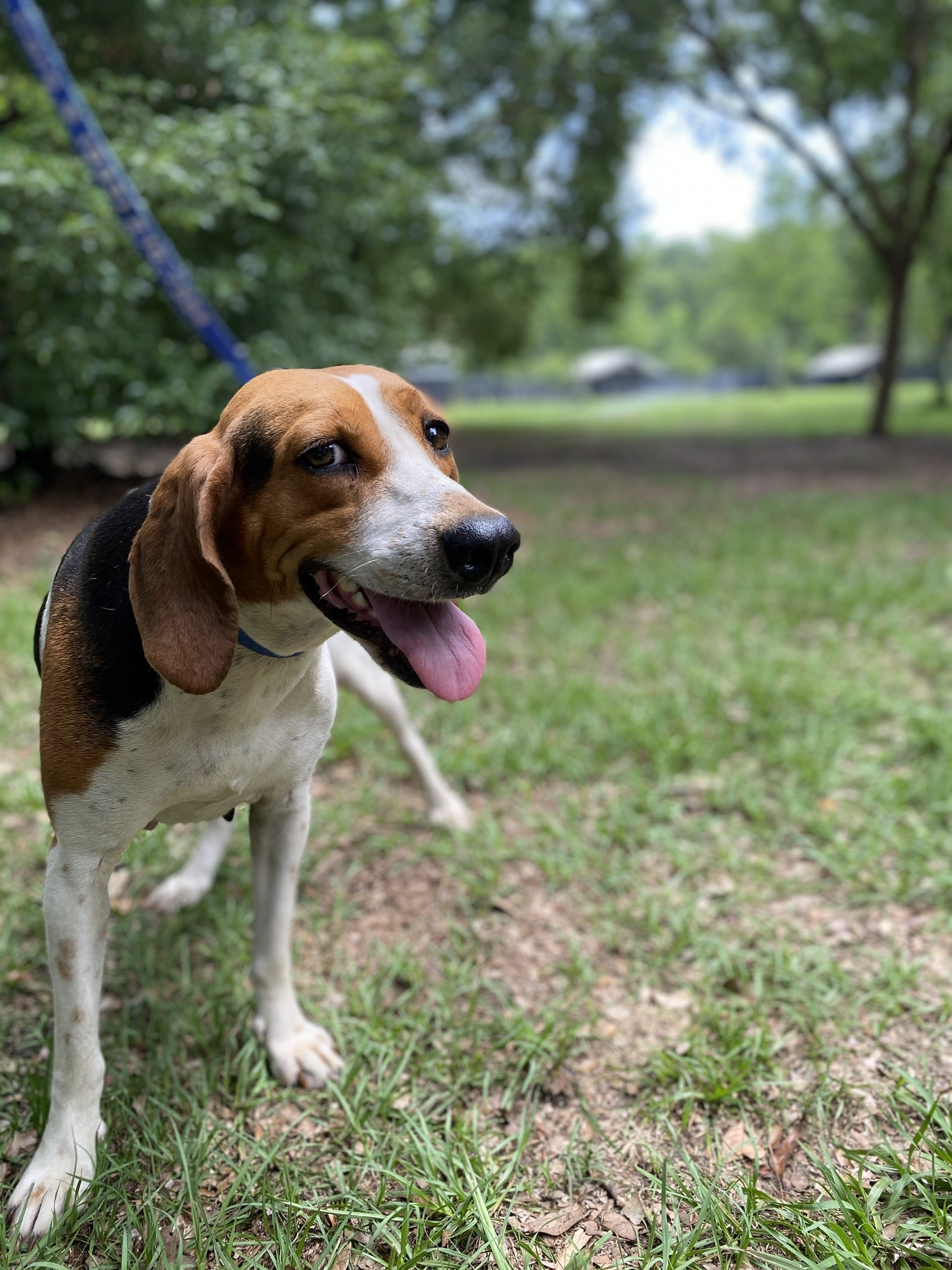 Patsy, an adoptable Hound in Hollywood, SC, 29449 | Photo Image 3