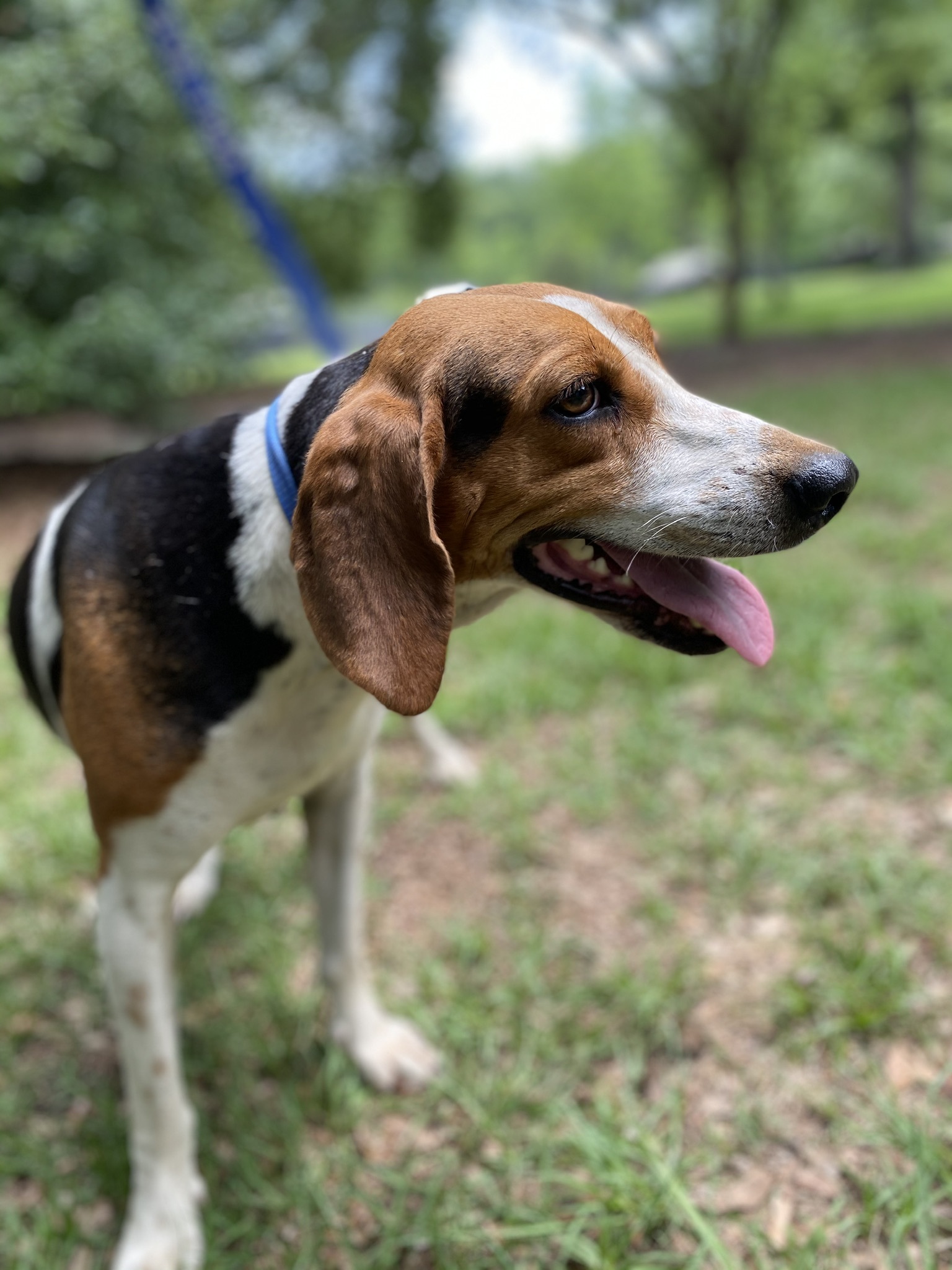 Patsy, an adoptable Hound in Hollywood, SC, 29449 | Photo Image 4