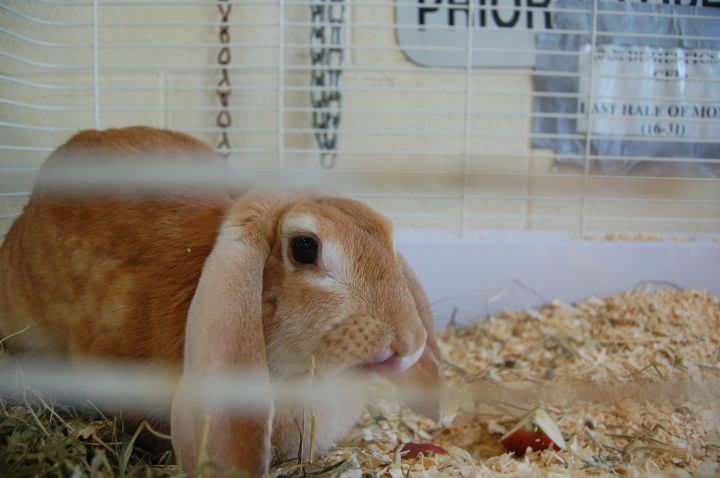 Lilly, an adopted French Lop in Mississauga, ON_image-2