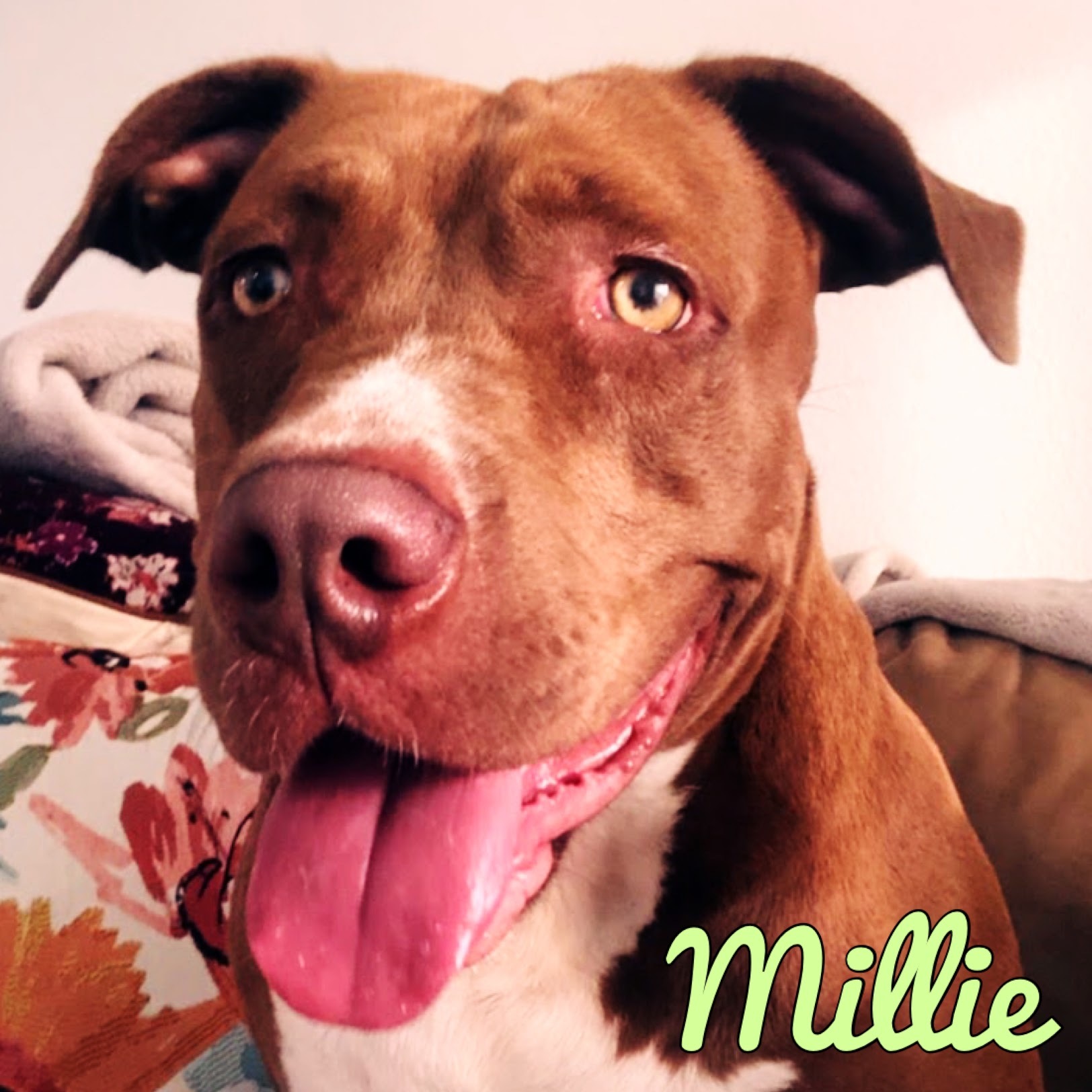 Millie detail page