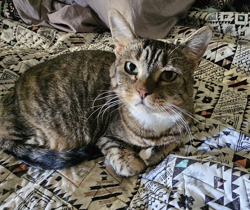 Roz, an adoptable Domestic Short Hair in The Dalles, OR, 97058 | Photo Image 1