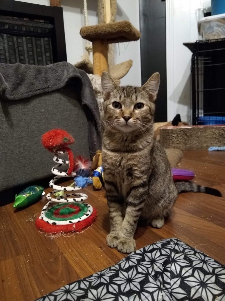 Thistle, an adoptable Domestic Short Hair in Camden, SC, 29021 | Photo Image 3