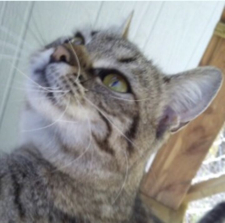 Little Guy, an adoptable Domestic Short Hair in Camden, SC, 29021 | Photo Image 1