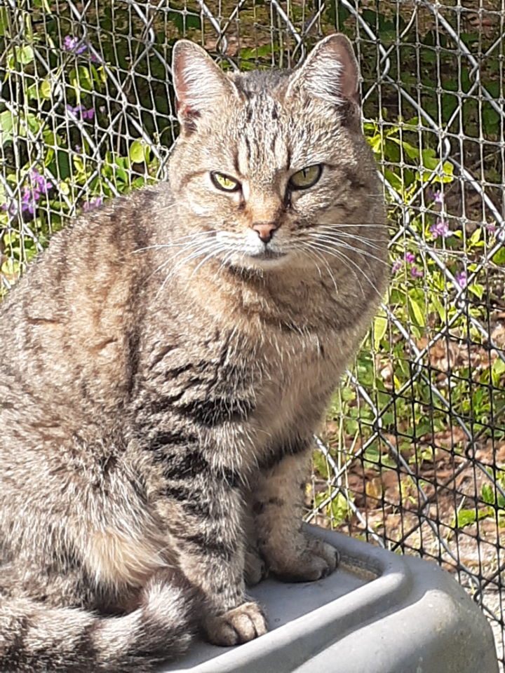 Little Guy, an adoptable Domestic Short Hair in Camden, SC, 29021 | Photo Image 1