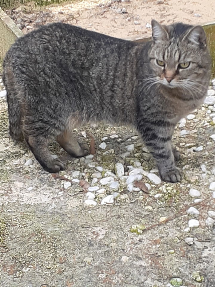 Little Guy, an adoptable Domestic Short Hair in Camden, SC, 29021 | Photo Image 2