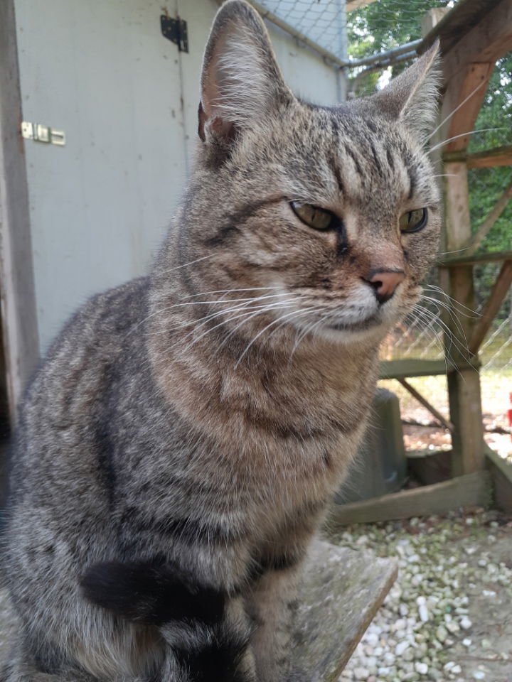 Little Guy, an adoptable Domestic Short Hair in Camden, SC, 29021 | Photo Image 3