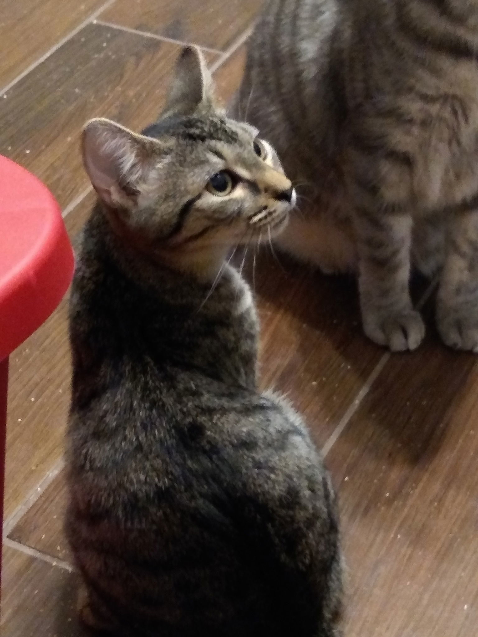 Tiramisu, an adoptable Tabby, Domestic Short Hair in Camden, SC, 29021 | Photo Image 1