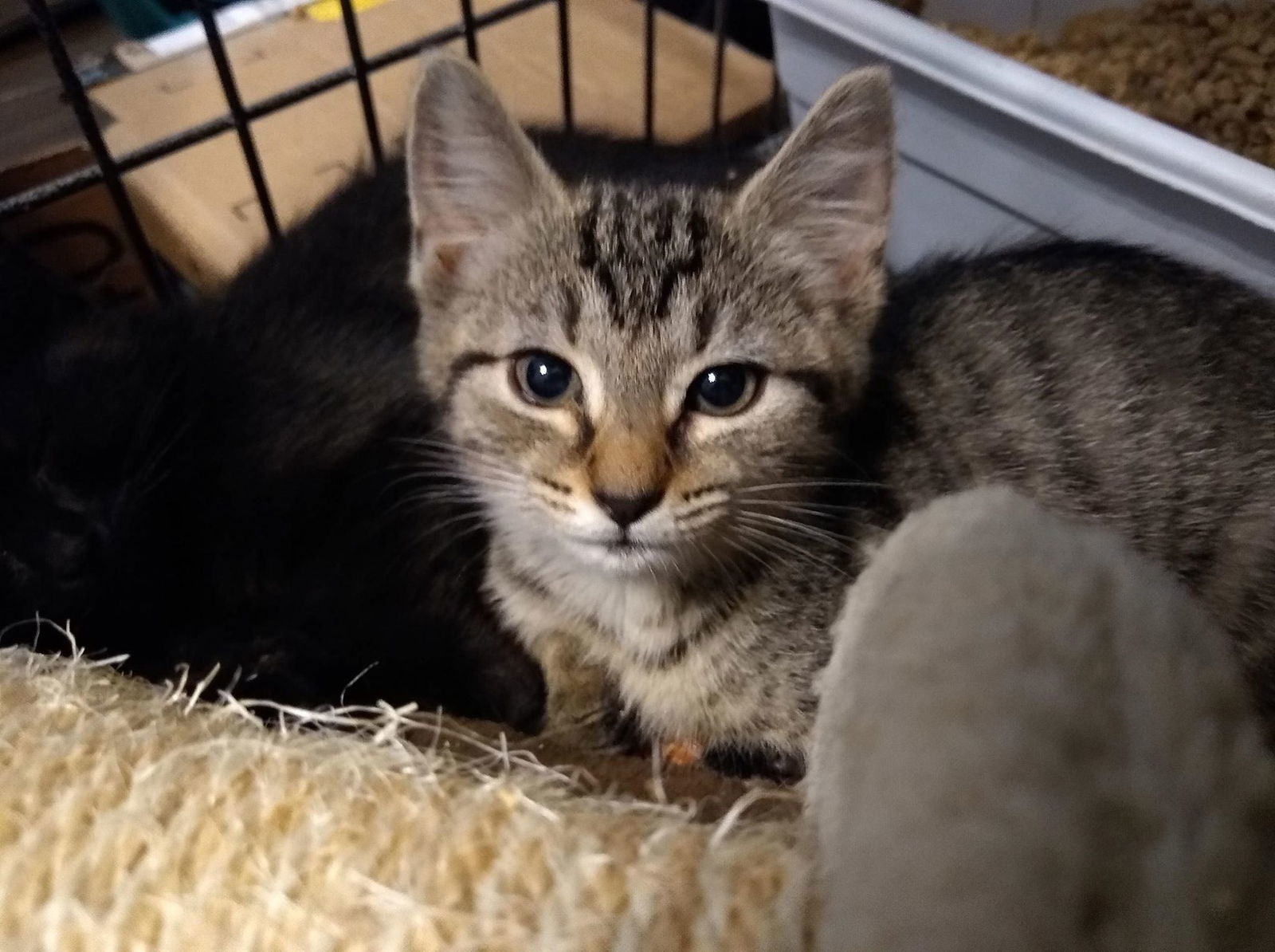 Tiramisu, an adoptable Tabby, Domestic Short Hair in Camden, SC, 29021 | Photo Image 2