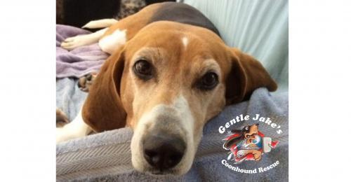 Kentucky Foster Homes Needed, an adoptable Coonhound in florence, KY, 41042 | Photo Image 1