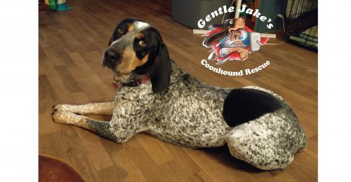 Blue tick hound store rescue near me