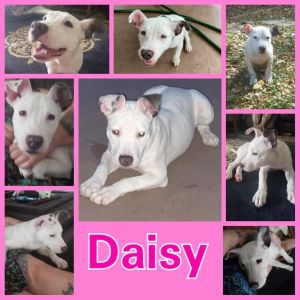 Daisy