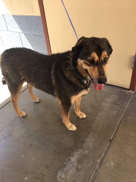 Rottweiler Lab Mix Brown