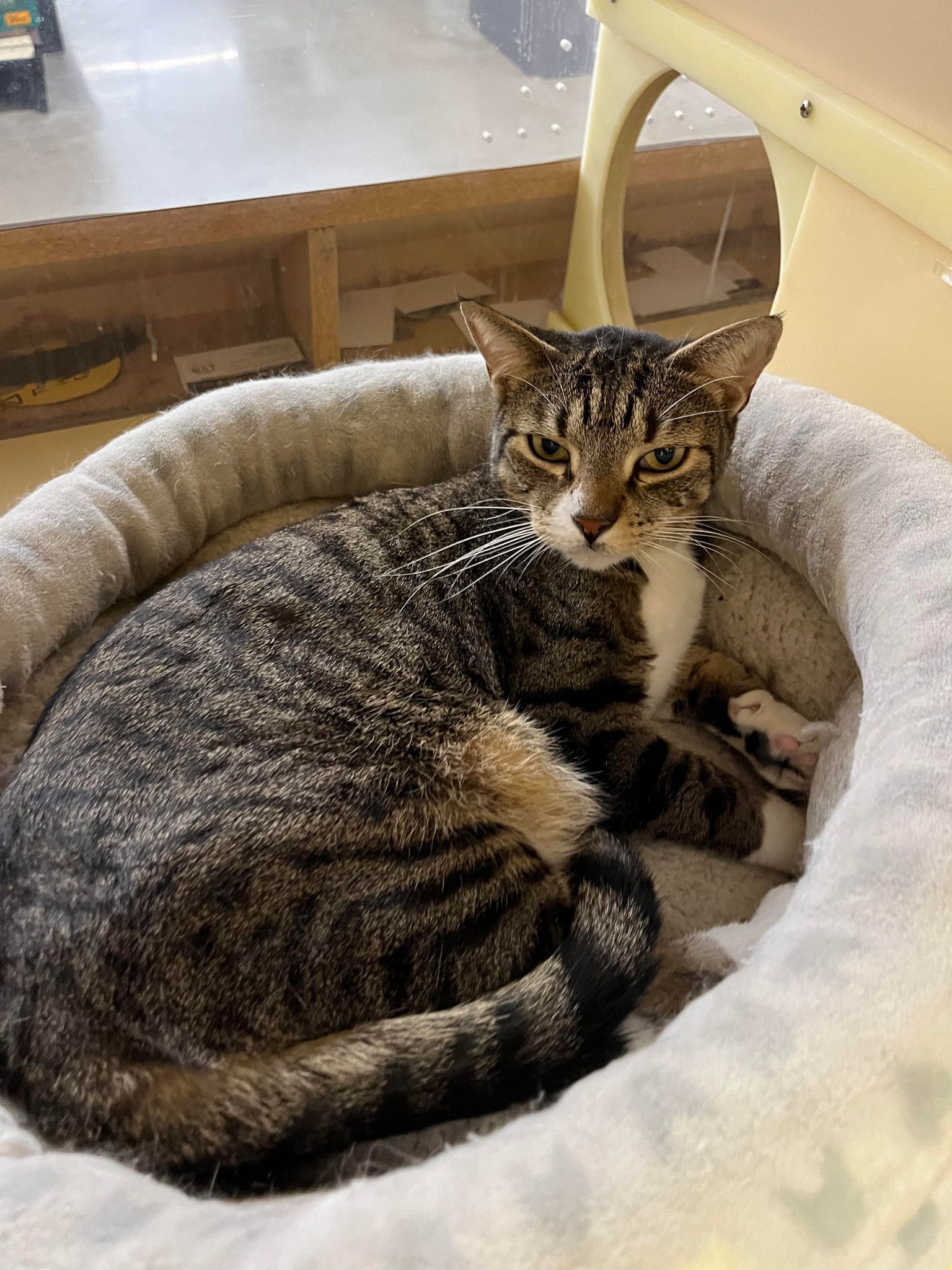 Jake, an adoptable Domestic Short Hair in Camden, SC, 29021 | Photo Image 1