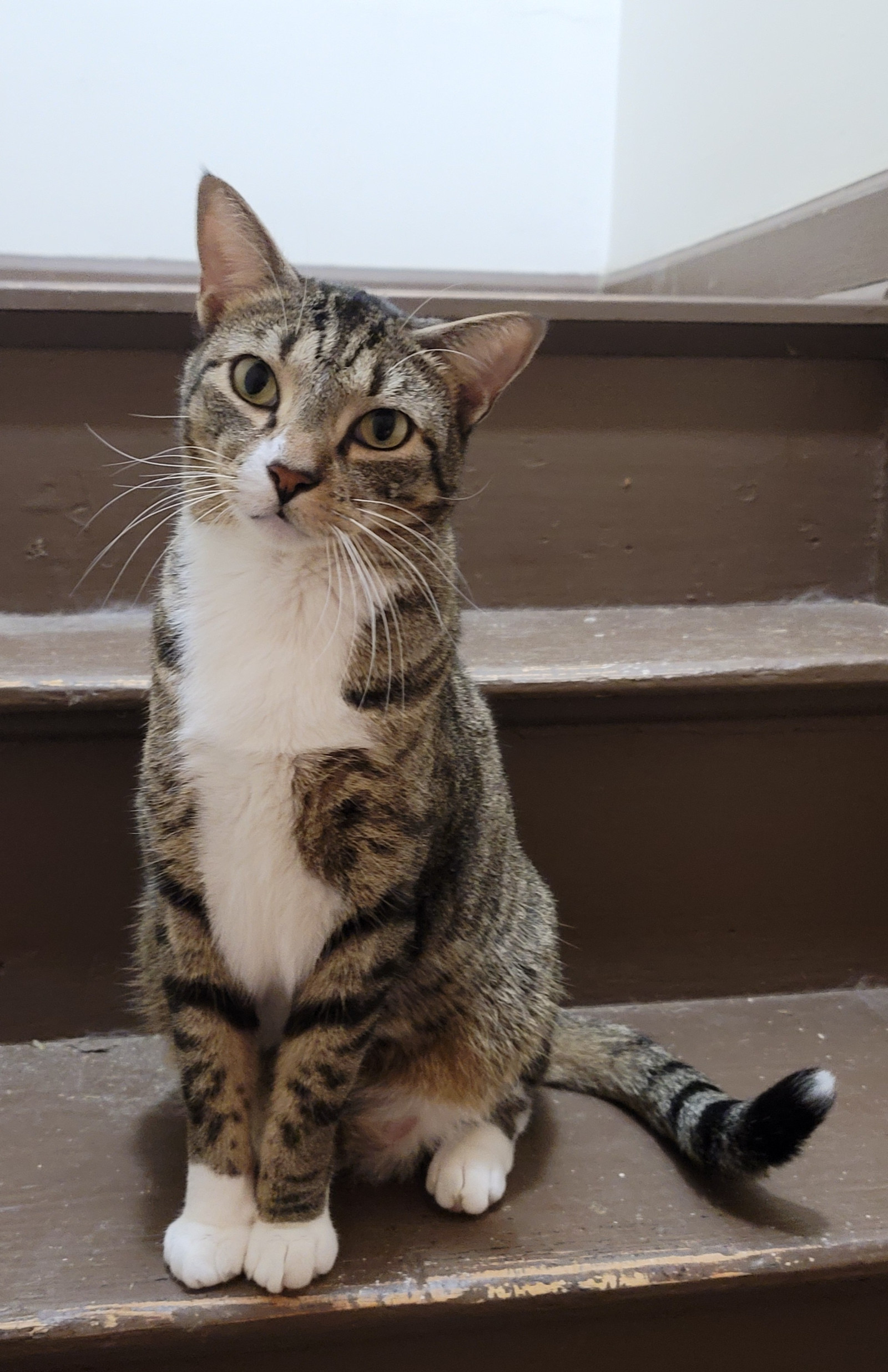 Jake, an adoptable Domestic Short Hair in Camden, SC, 29021 | Photo Image 2