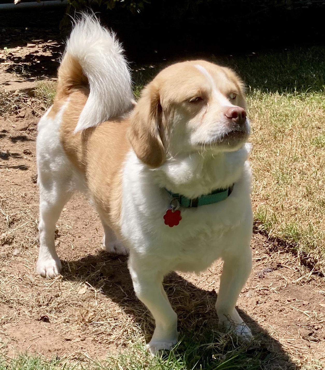 Simba W, an adoptable Beagle, Pekingese in Belleville, NJ, 07109 | Photo Image 1