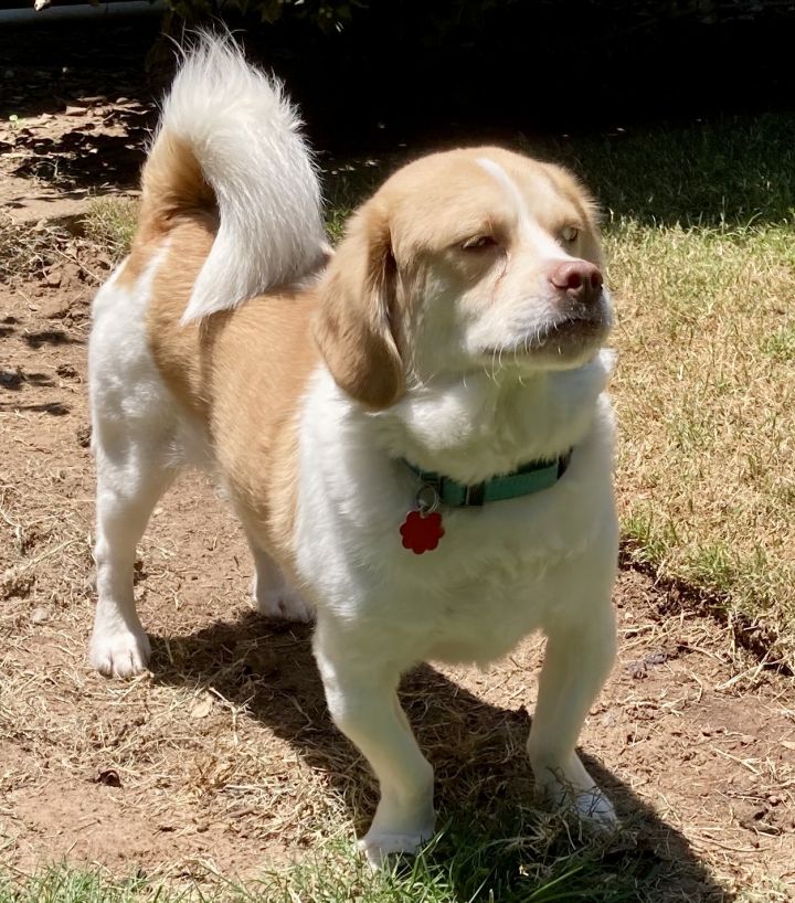 Pekingese beagle sale mix