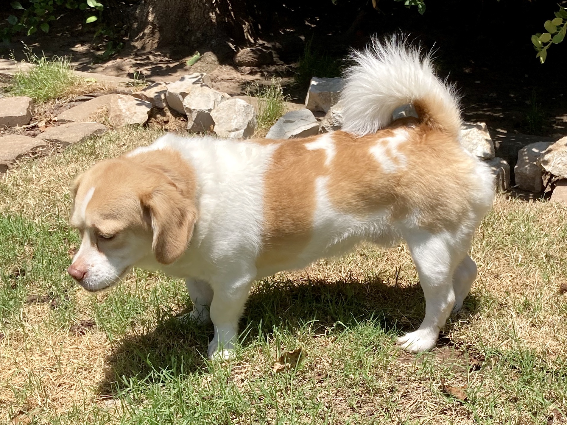 Simba W, an adoptable Beagle, Pekingese in Belleville, NJ, 07109 | Photo Image 2
