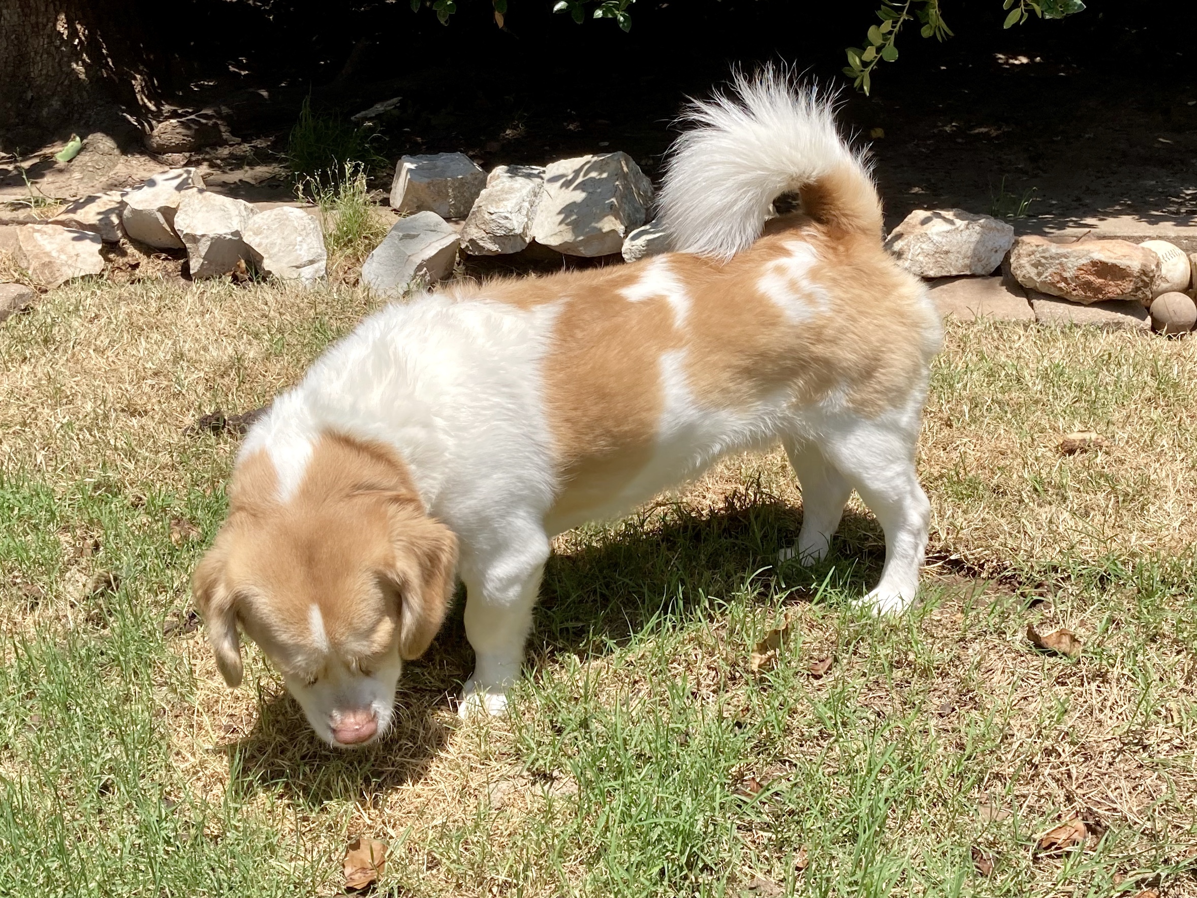 Simba W, an adoptable Beagle, Pekingese in Belleville, NJ, 07109 | Photo Image 5