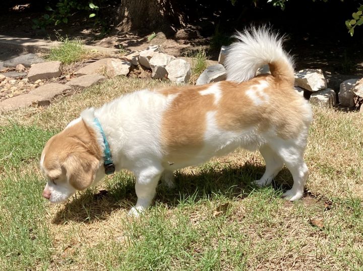 Corgi best sale pekingese mix