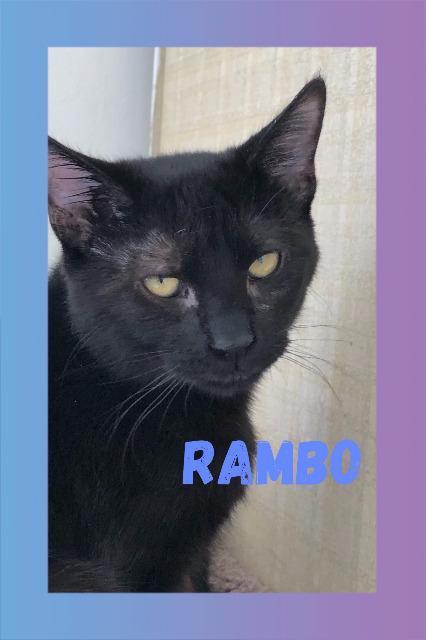 Rambo, an adoptable Domestic Short Hair in Midland, TX, 79705 | Photo Image 1