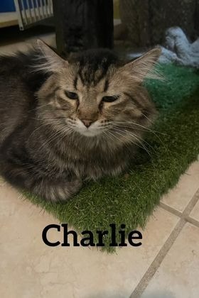 Charlie, an adoptable Domestic Long Hair in Midland, TX, 79705 | Photo Image 1